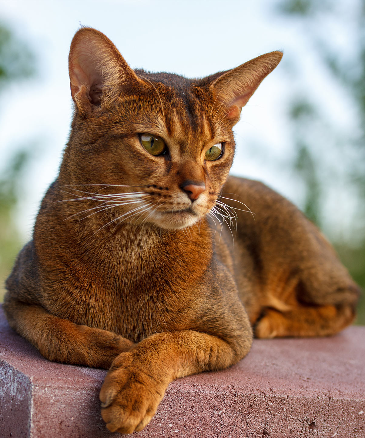 Foto av en Abyssinian