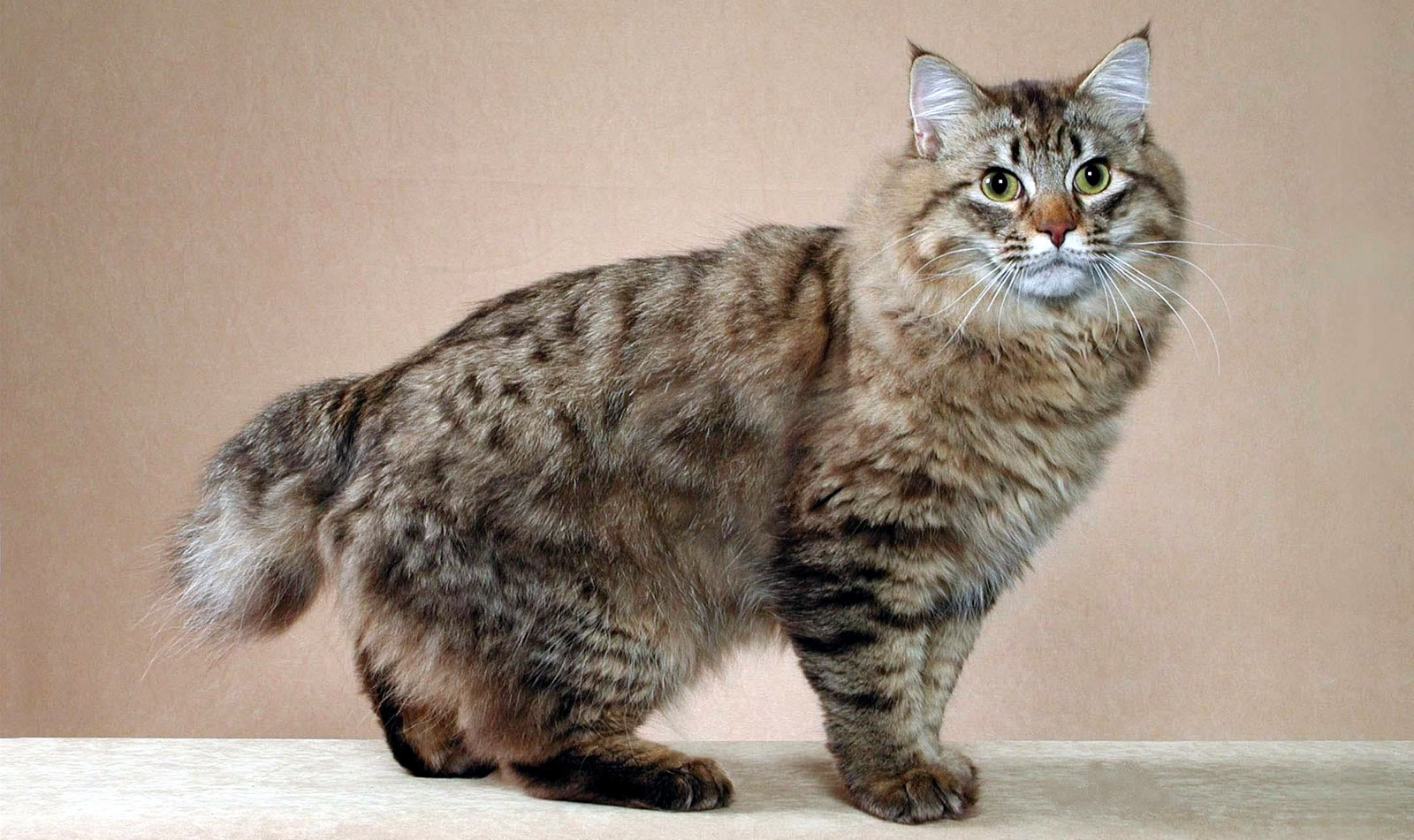 Foto av en American Bobtail