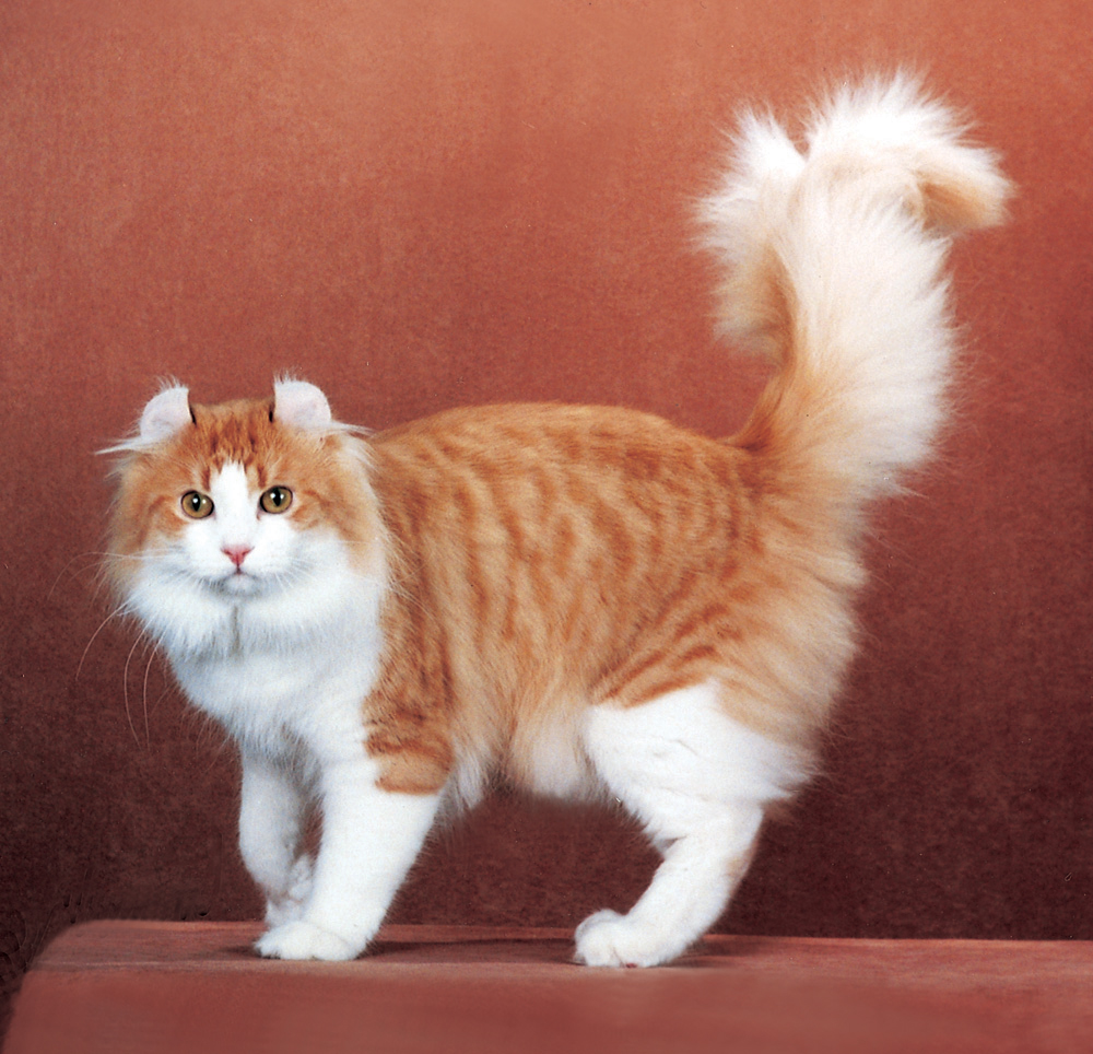 Foto av en American Curl