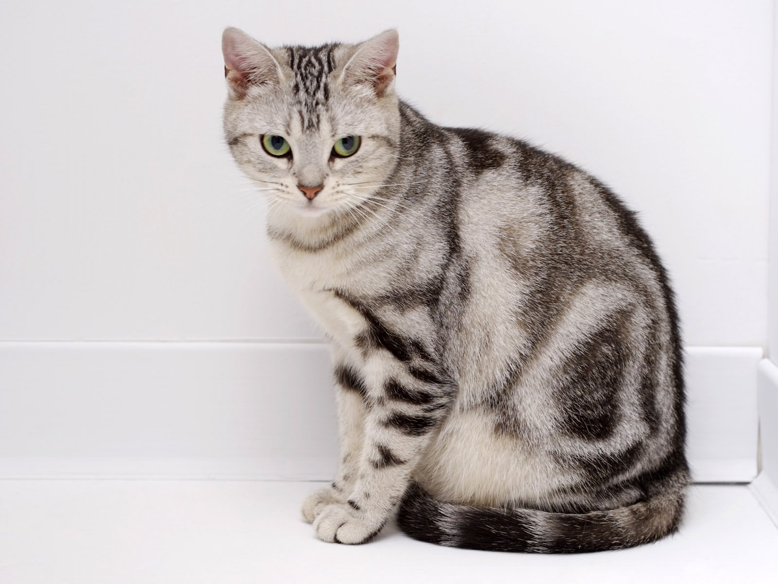 Foto av en American Shorthair