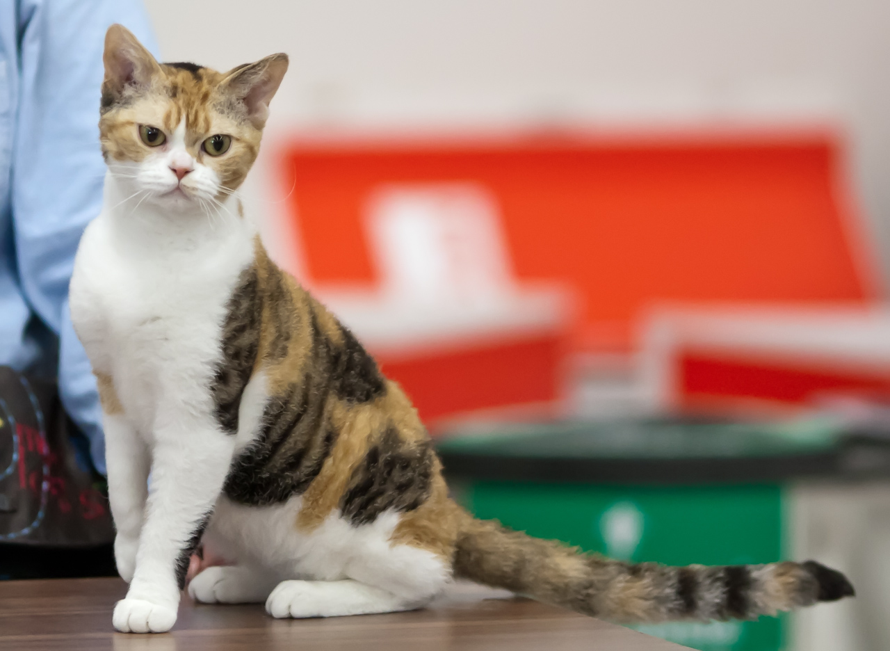 Foto av en American Wirehair