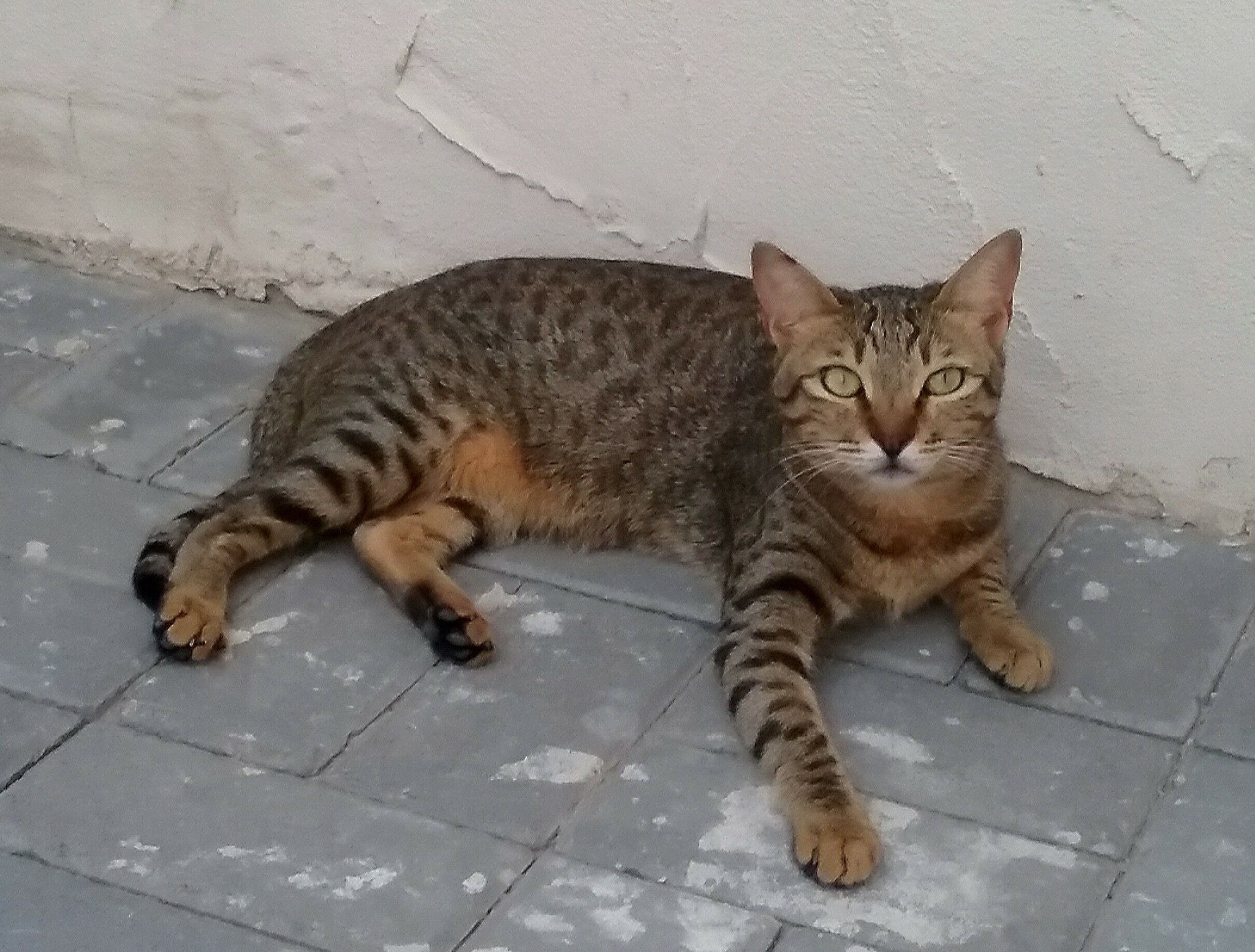 Foto av en Arabian Mau