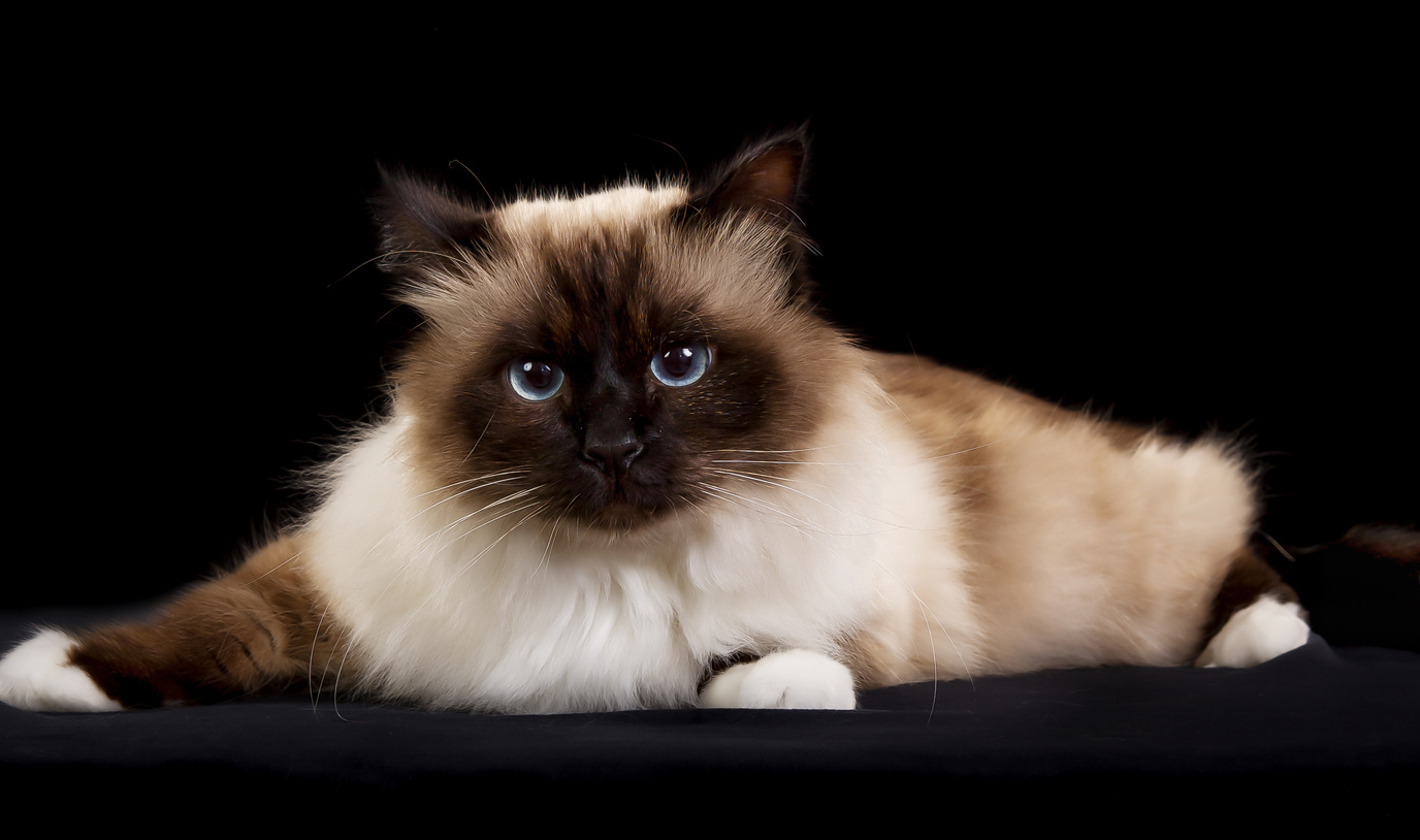 Foto av en Birman