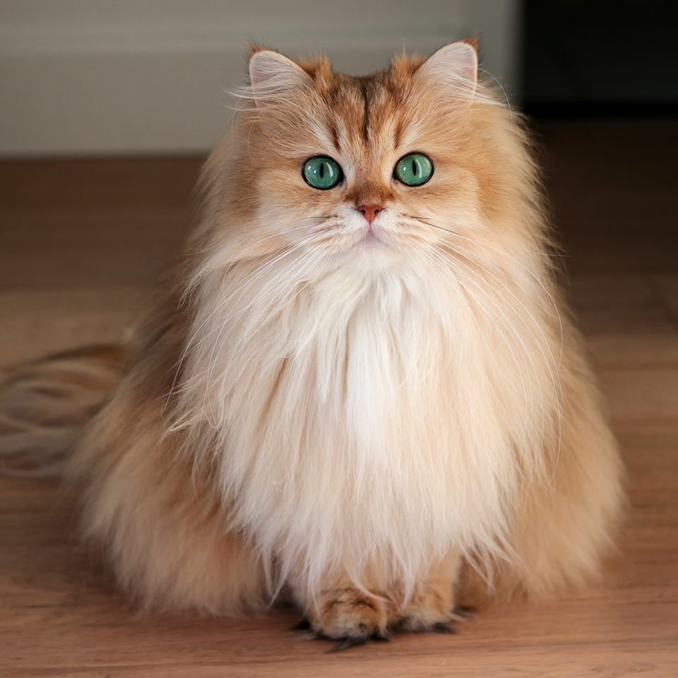 Foto av en British Longhair