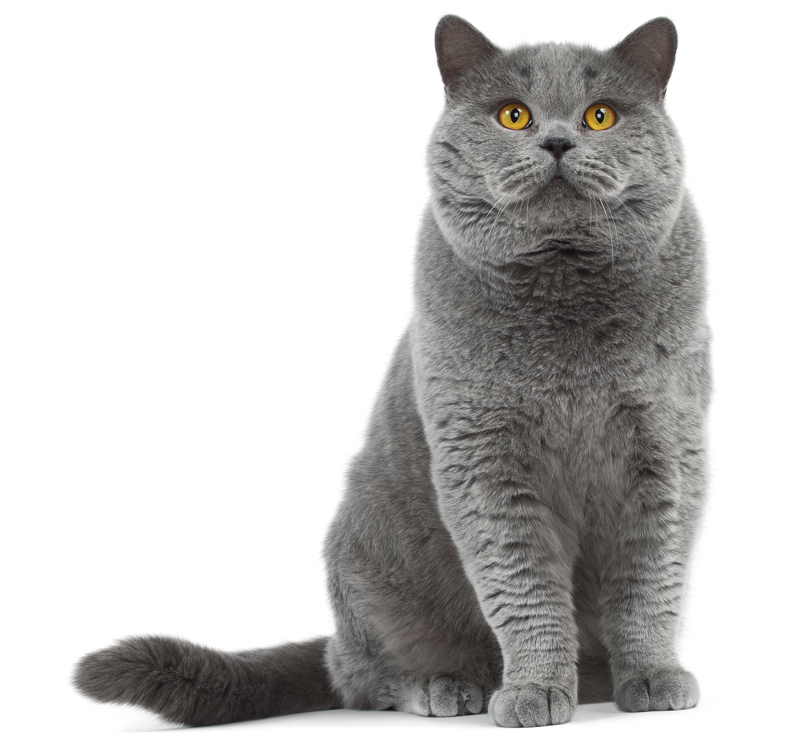 Foto av en British Shorthair
