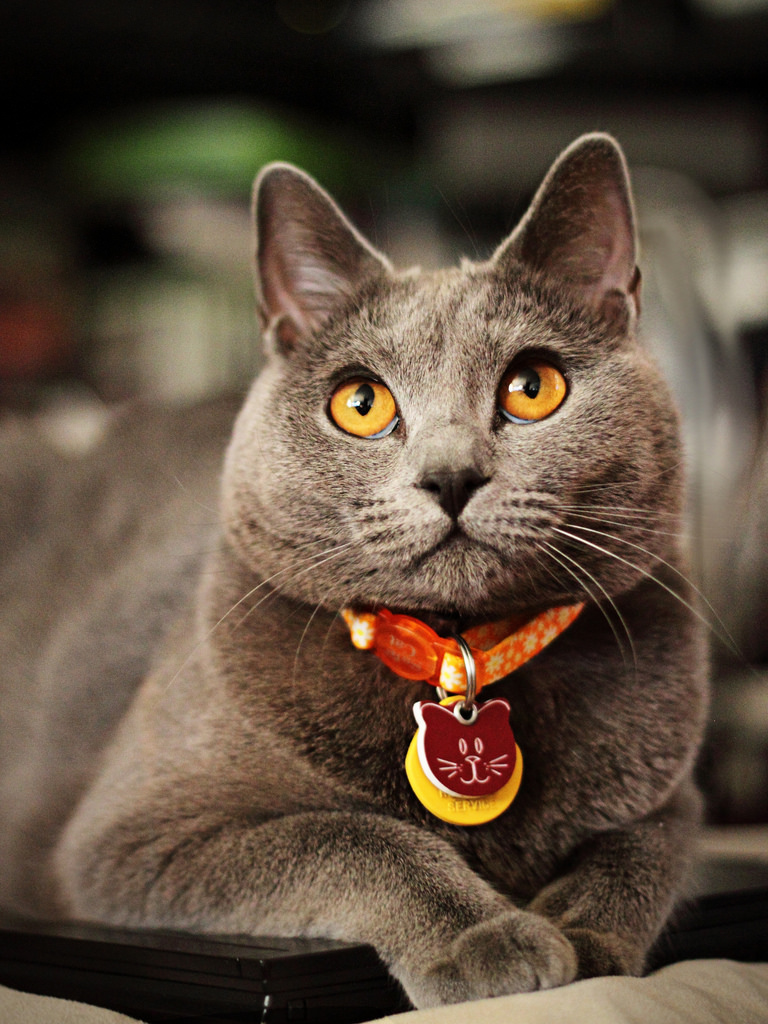 Foto av en Chartreux