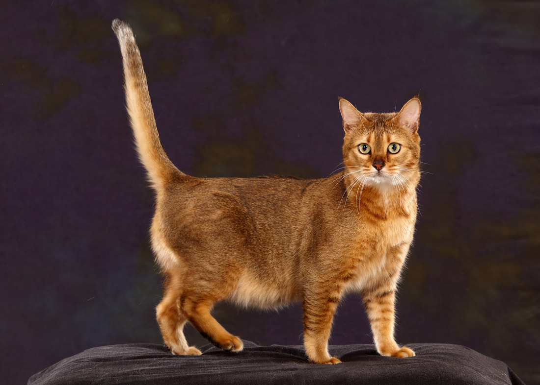 Foto av en Chausie