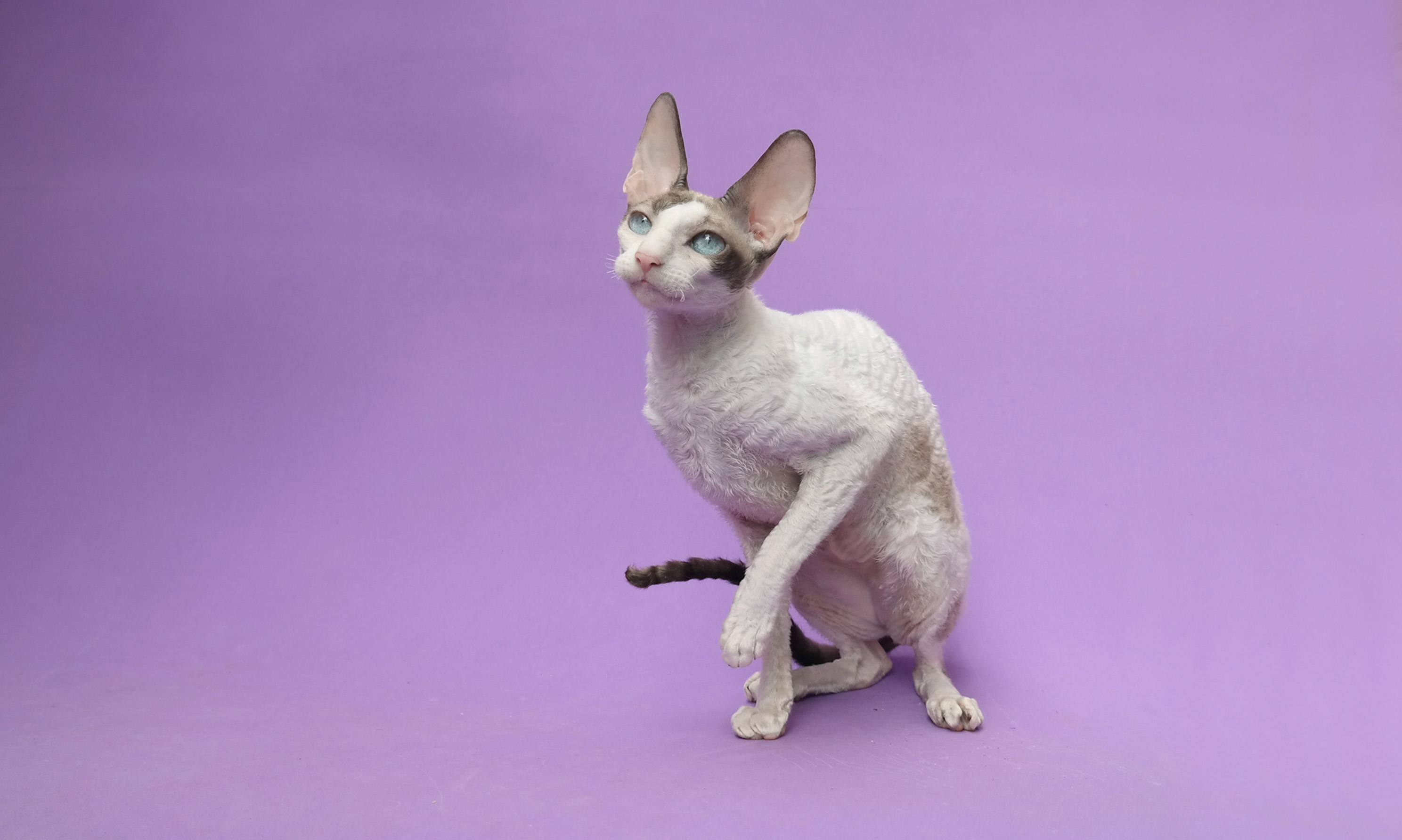 Foto av en Cornish Rex