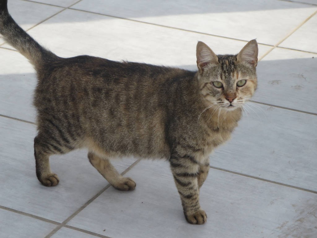Foto av en Cyprus