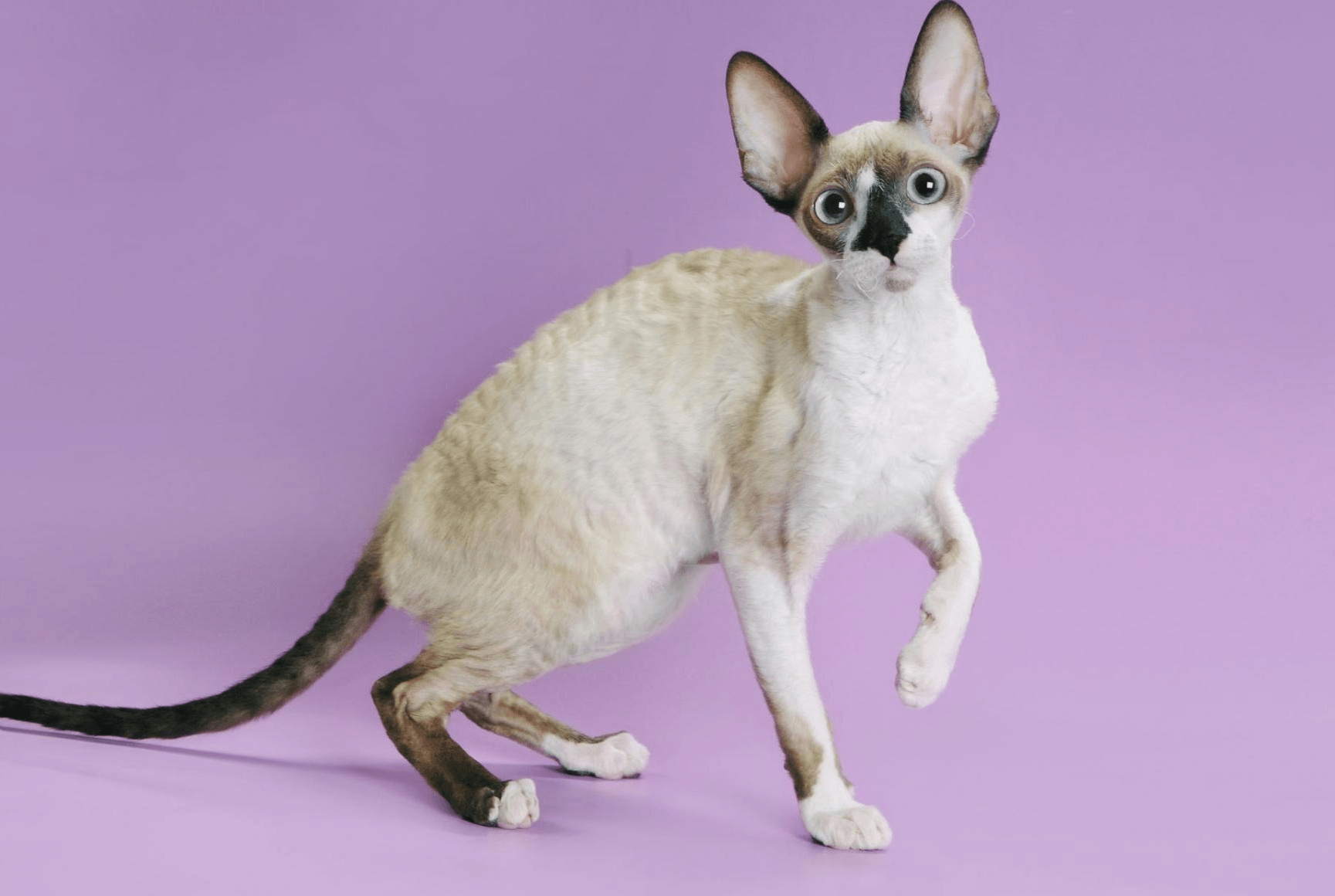 Foto av en Devon Rex