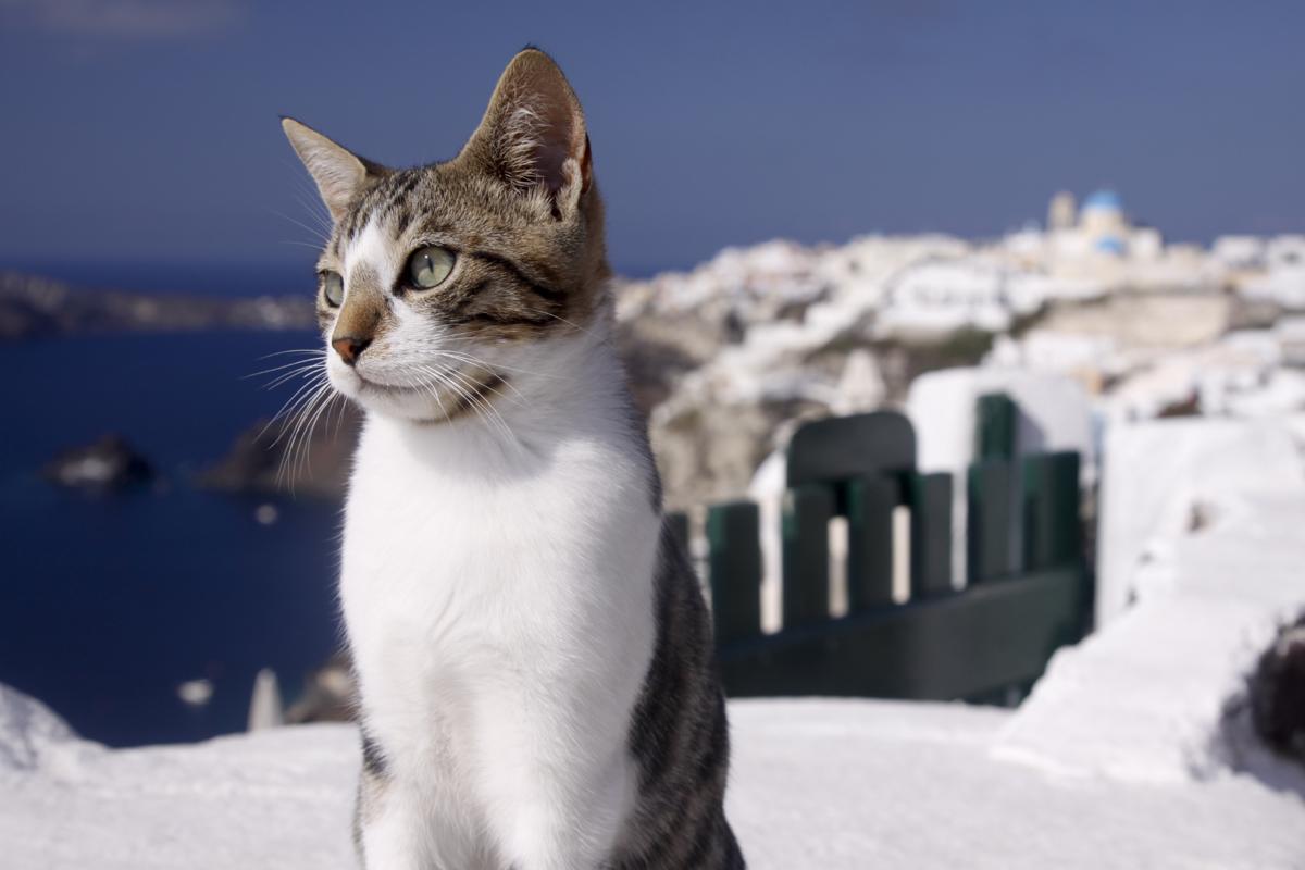 Foto av en Aegean