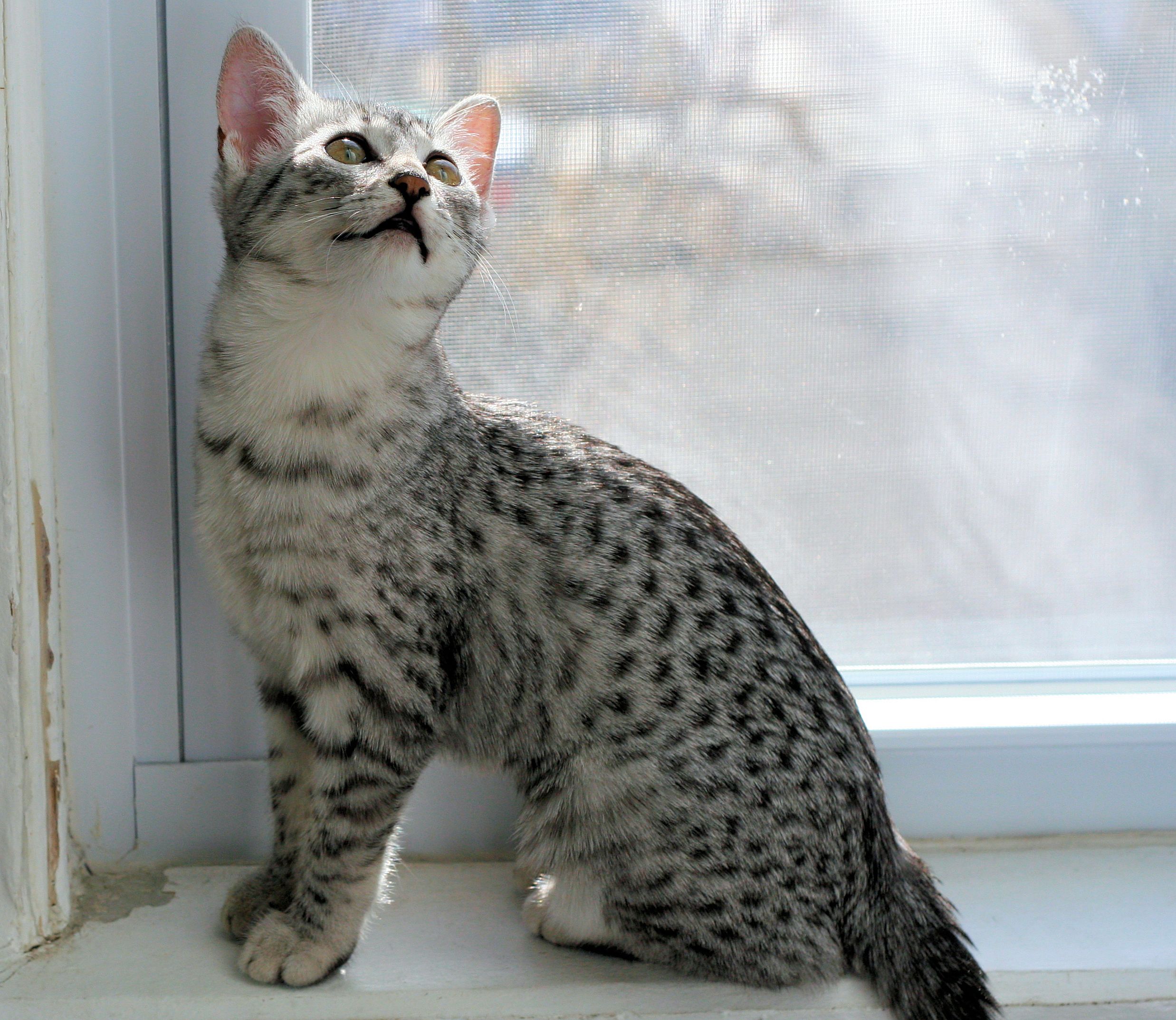 Foto av en Egyptian Mau