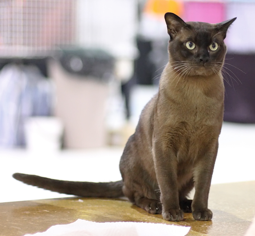 Foto av en European Burmese