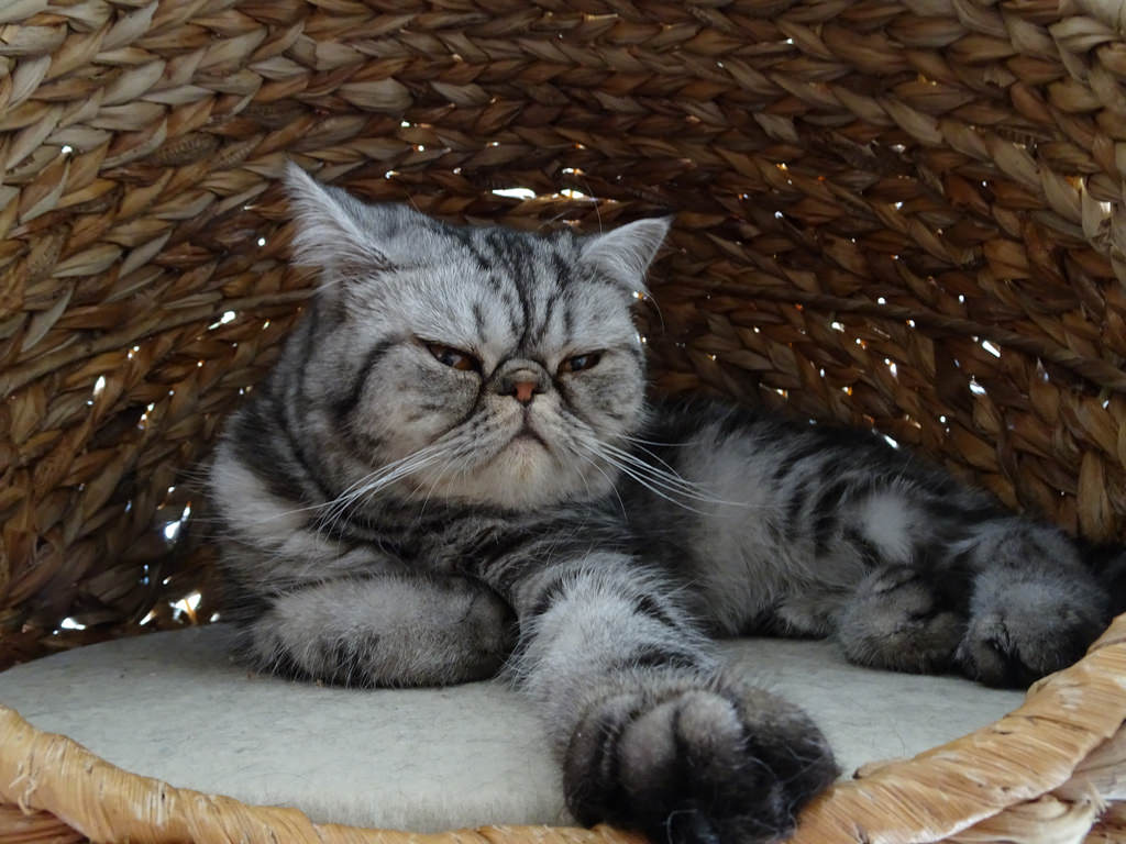 Foto av en Exotic Shorthair