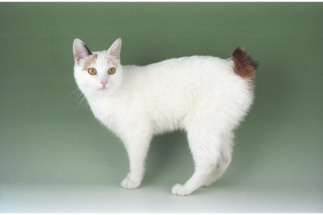 Foto av en Japanese Bobtail