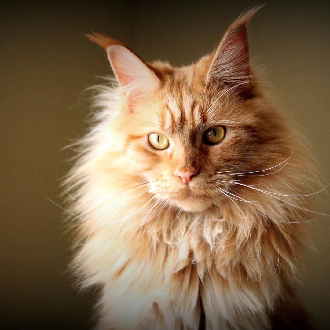 Foto av en Maine Coon