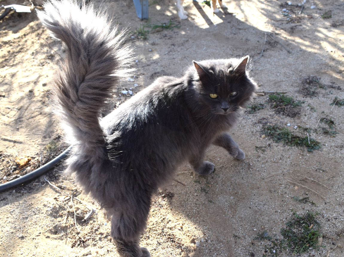 Foto av en Nebelung