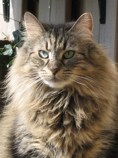 Foto av en Norsk skogkatt