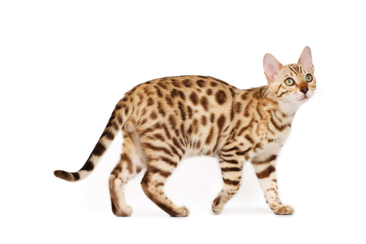 Foto av en Ocicat