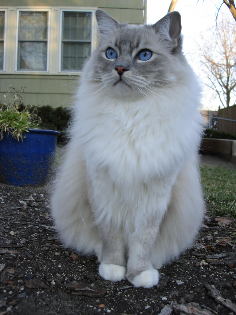 Foto av en Ragdoll