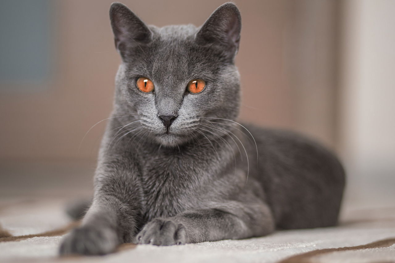 Foto av en Russian Blue