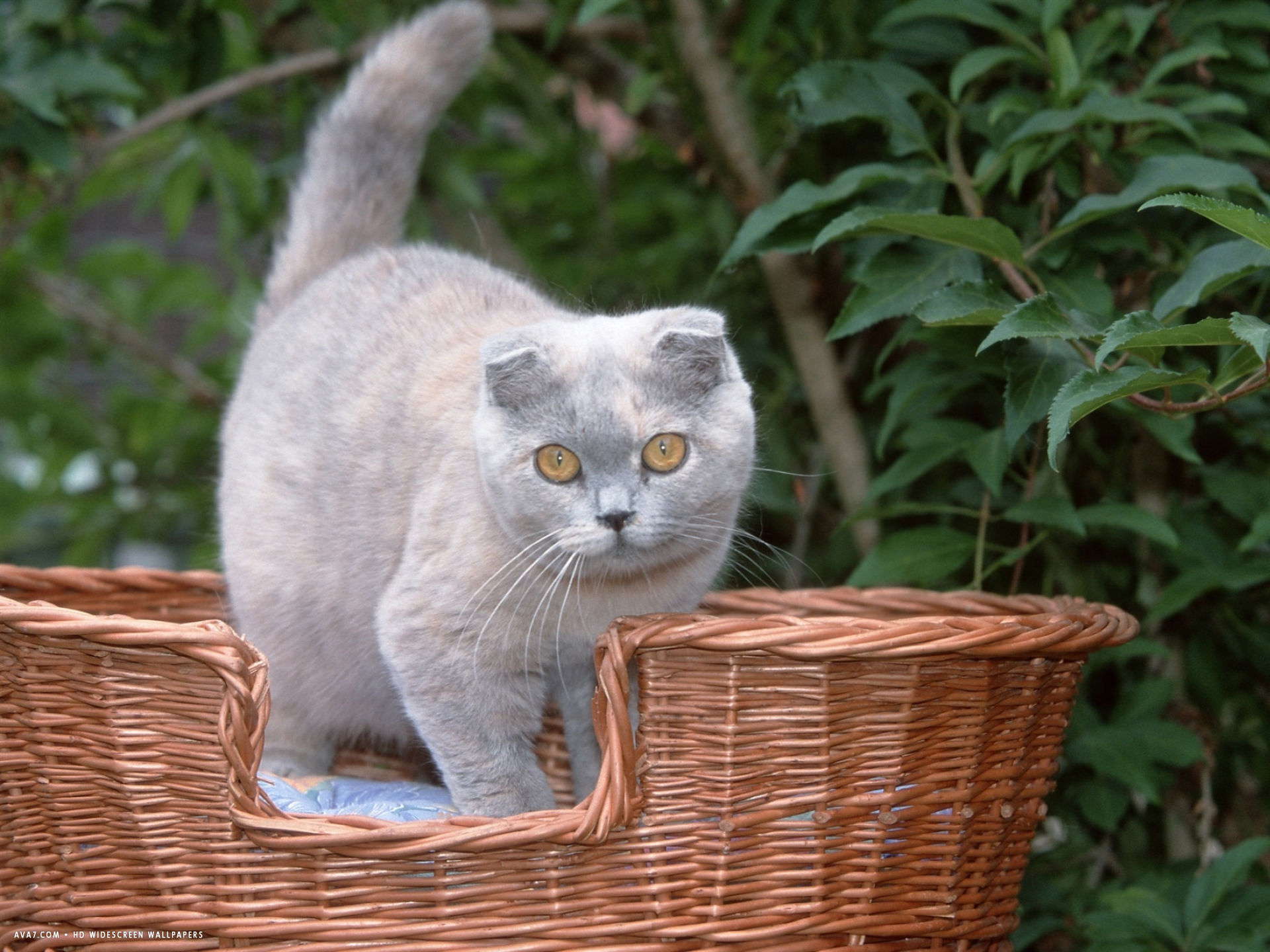 Foto av en Scottish Fold