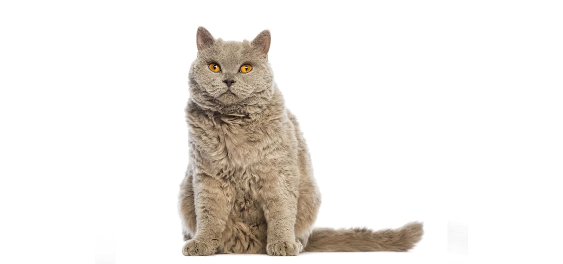 Foto av en Selkirk Rex