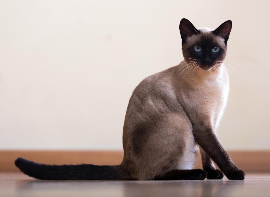 Foto av en Siamese
