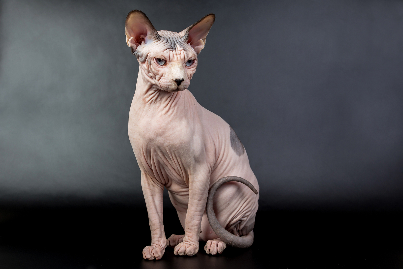 Foto av en Sphynx