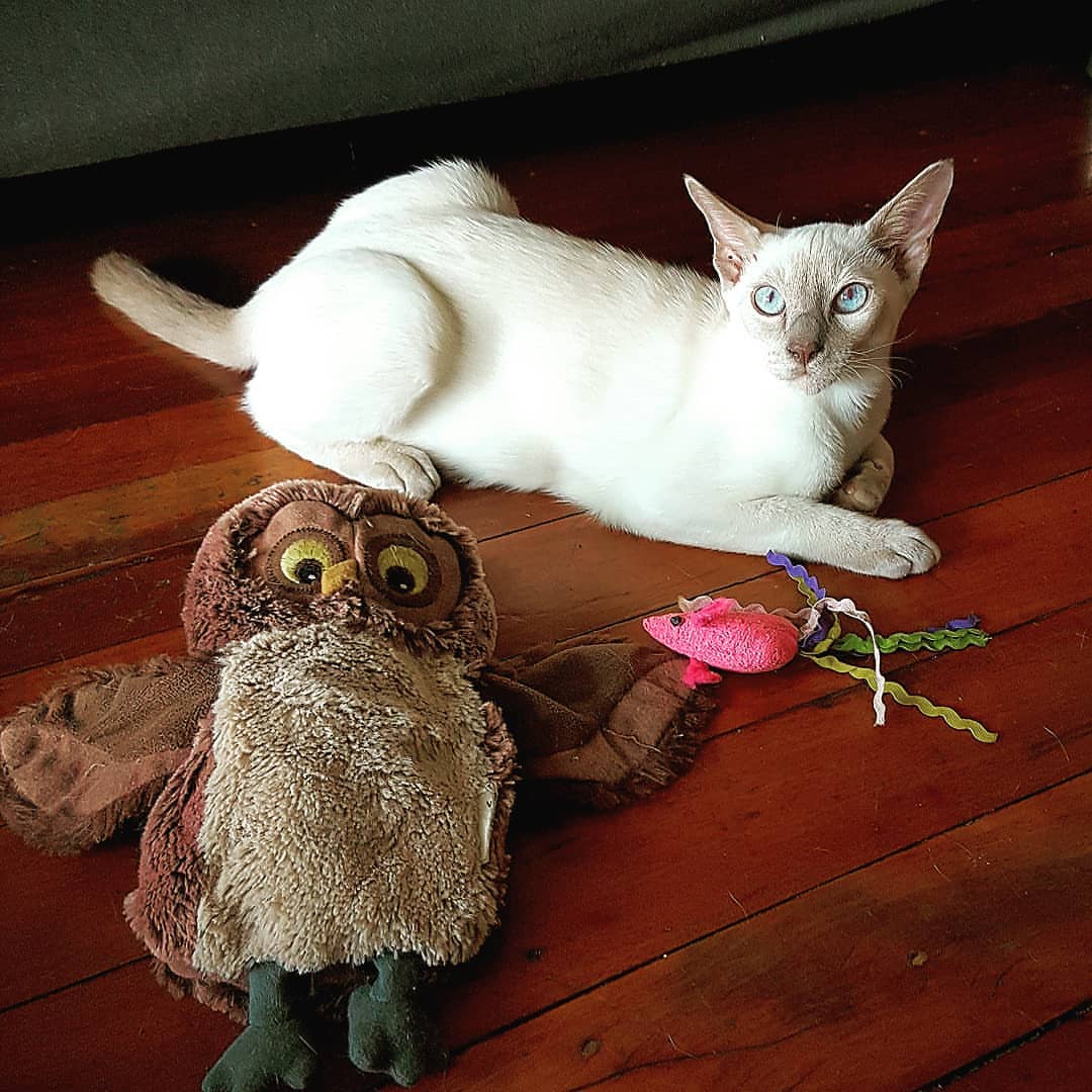 Foto av en Tonkinese