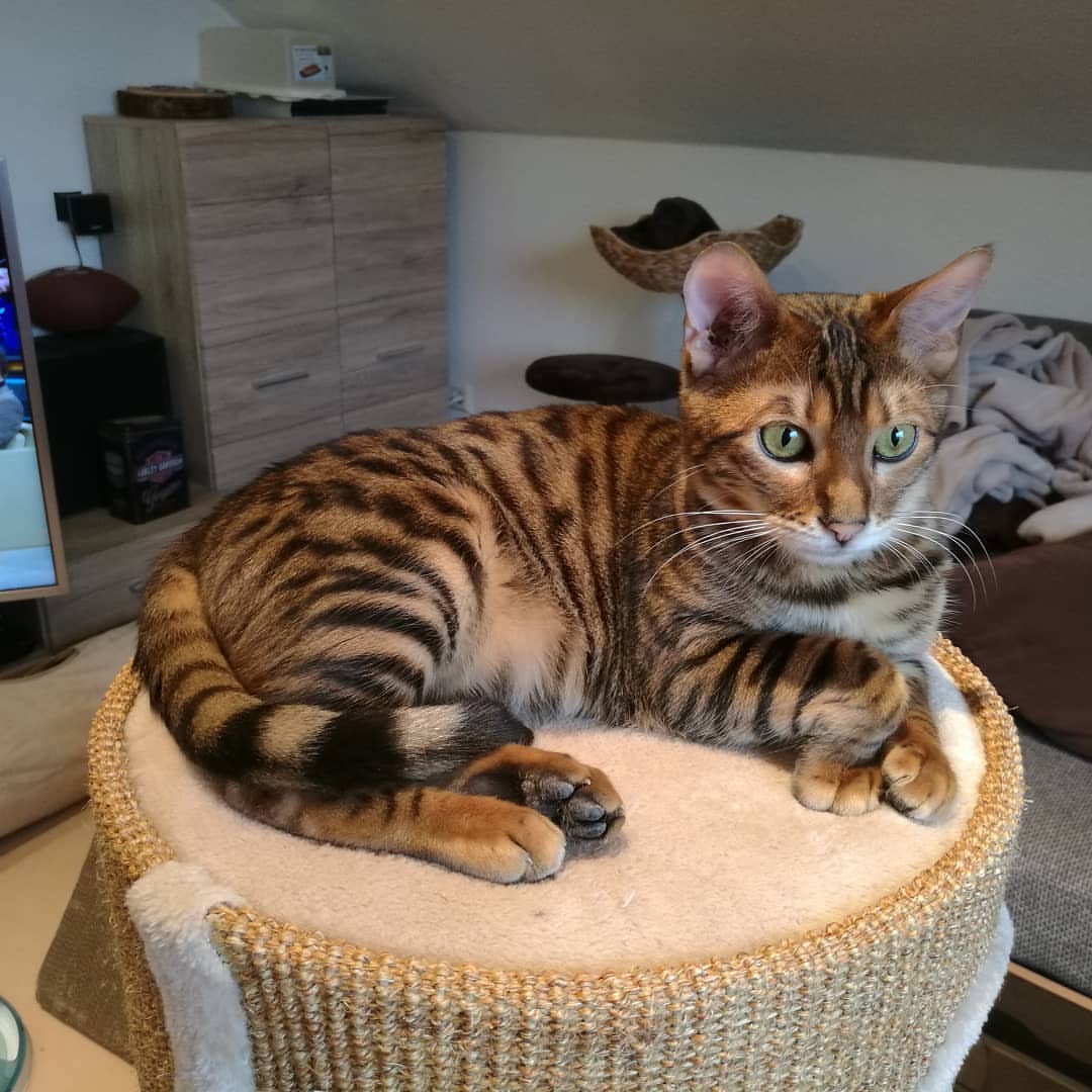 Foto av en Toyger