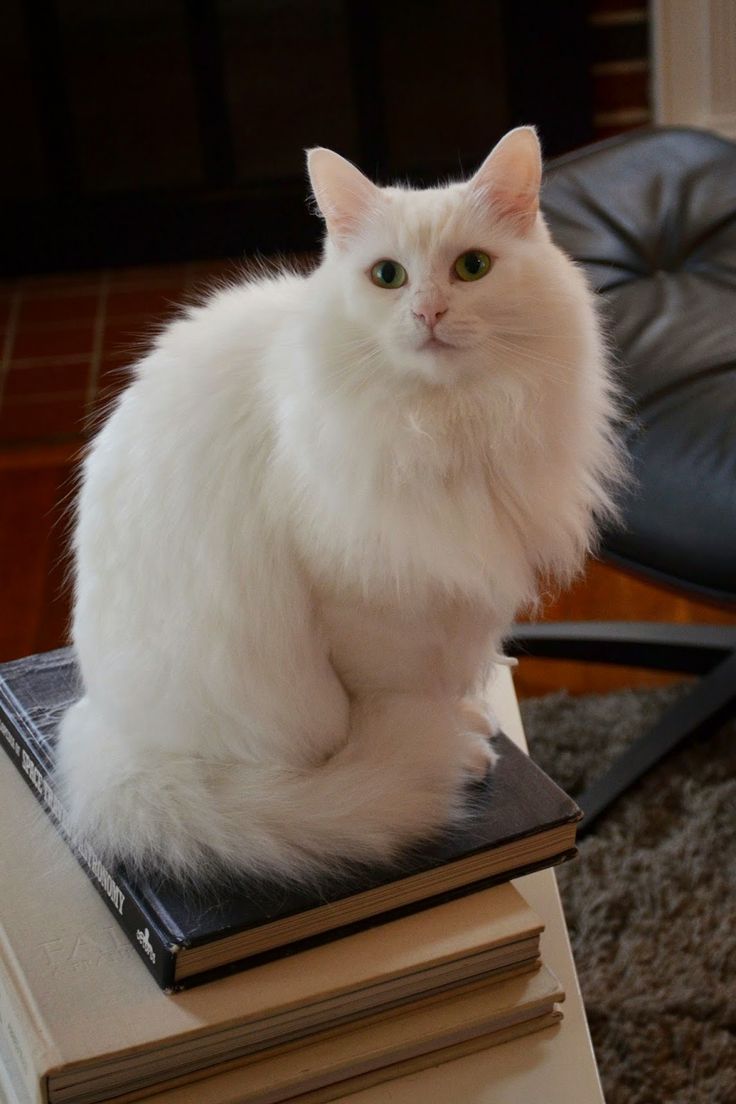 Foto av en Turkish Angora