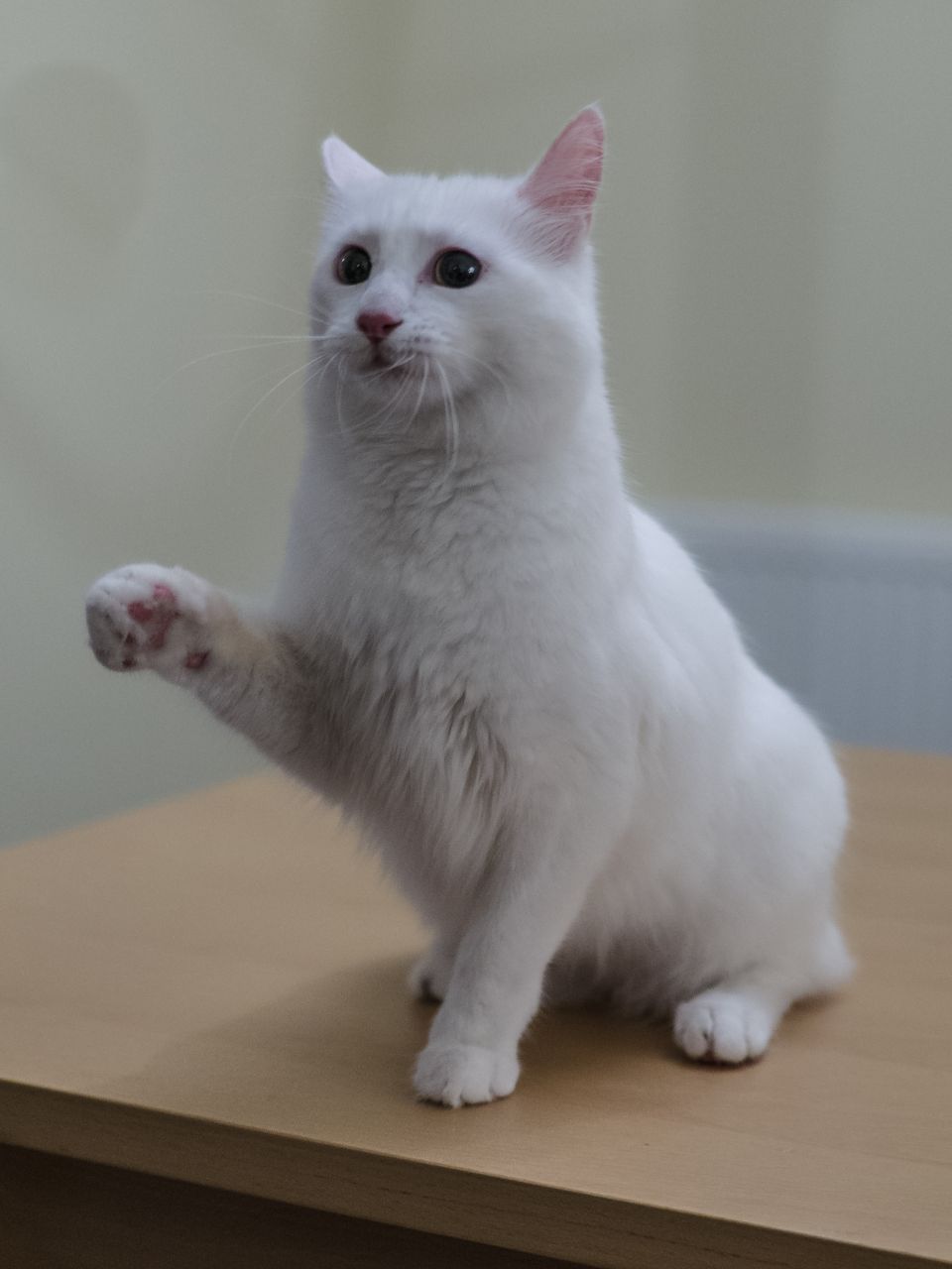 Foto av en Turkish Van