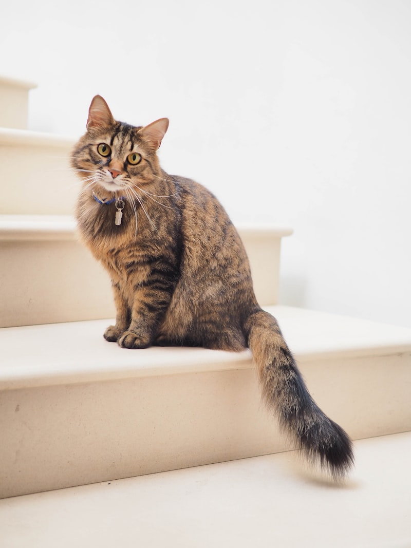 Porträtt av en elegant katt